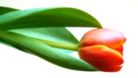 tulipan.jpg_2.jpg
